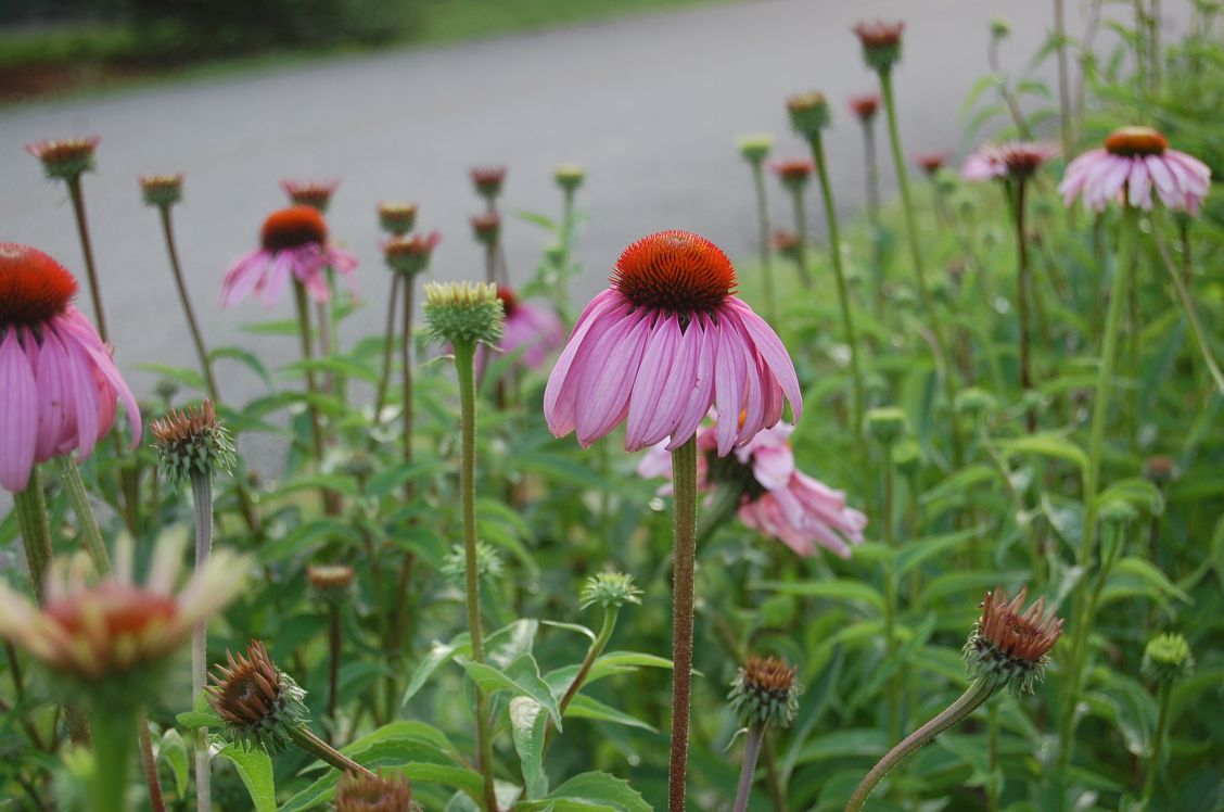 Bed of purple coneflowers near a paved walking trail