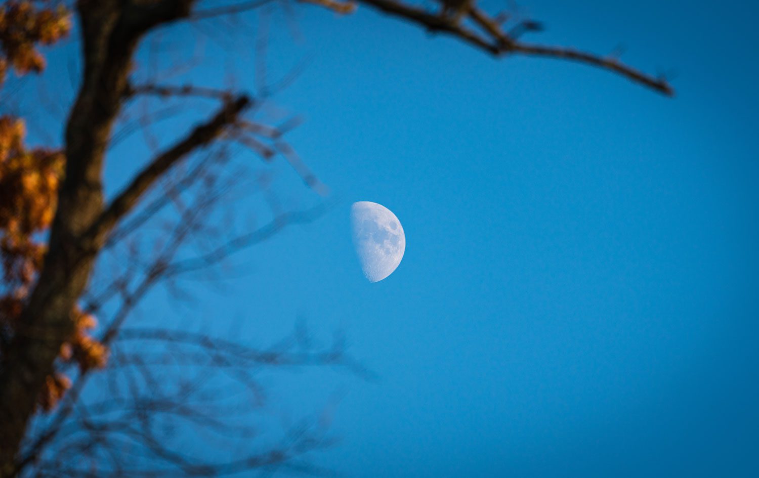 Half moon with out of focus trees in the foreground