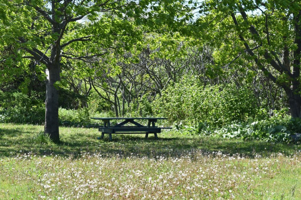 Picnic table nestled among trees at a park