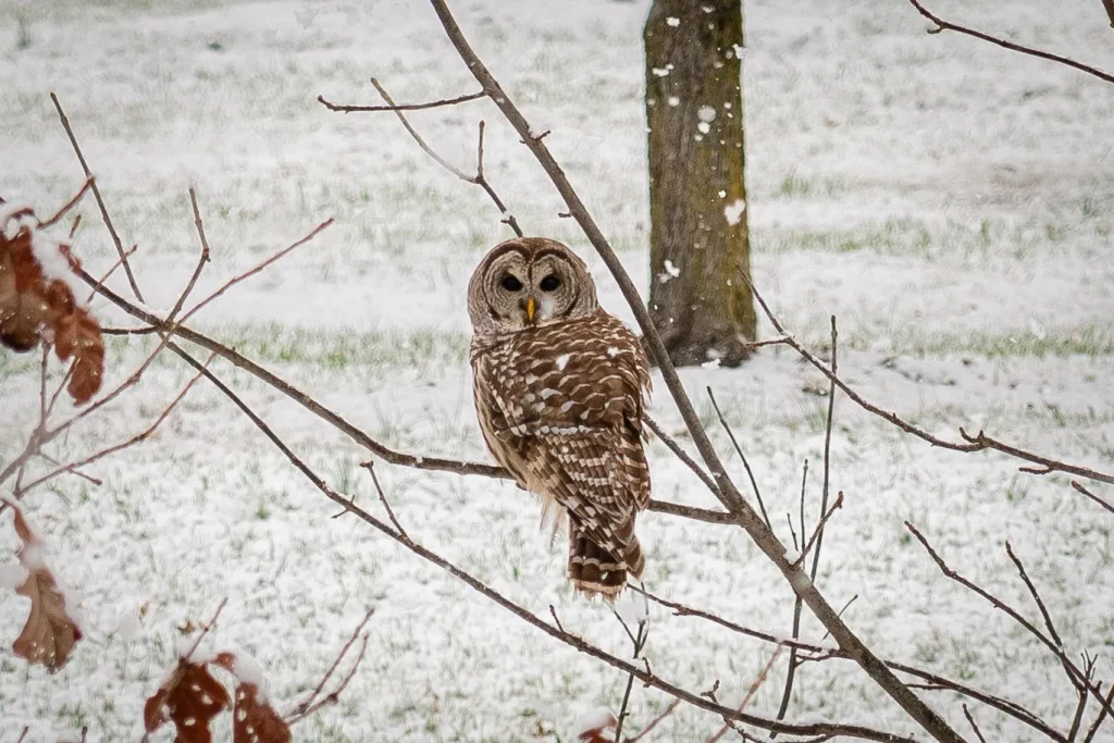 owl at winton woods