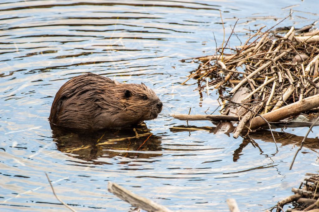 beaver working on his dam