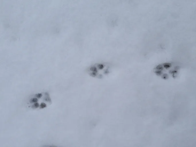coyote prints in the snow